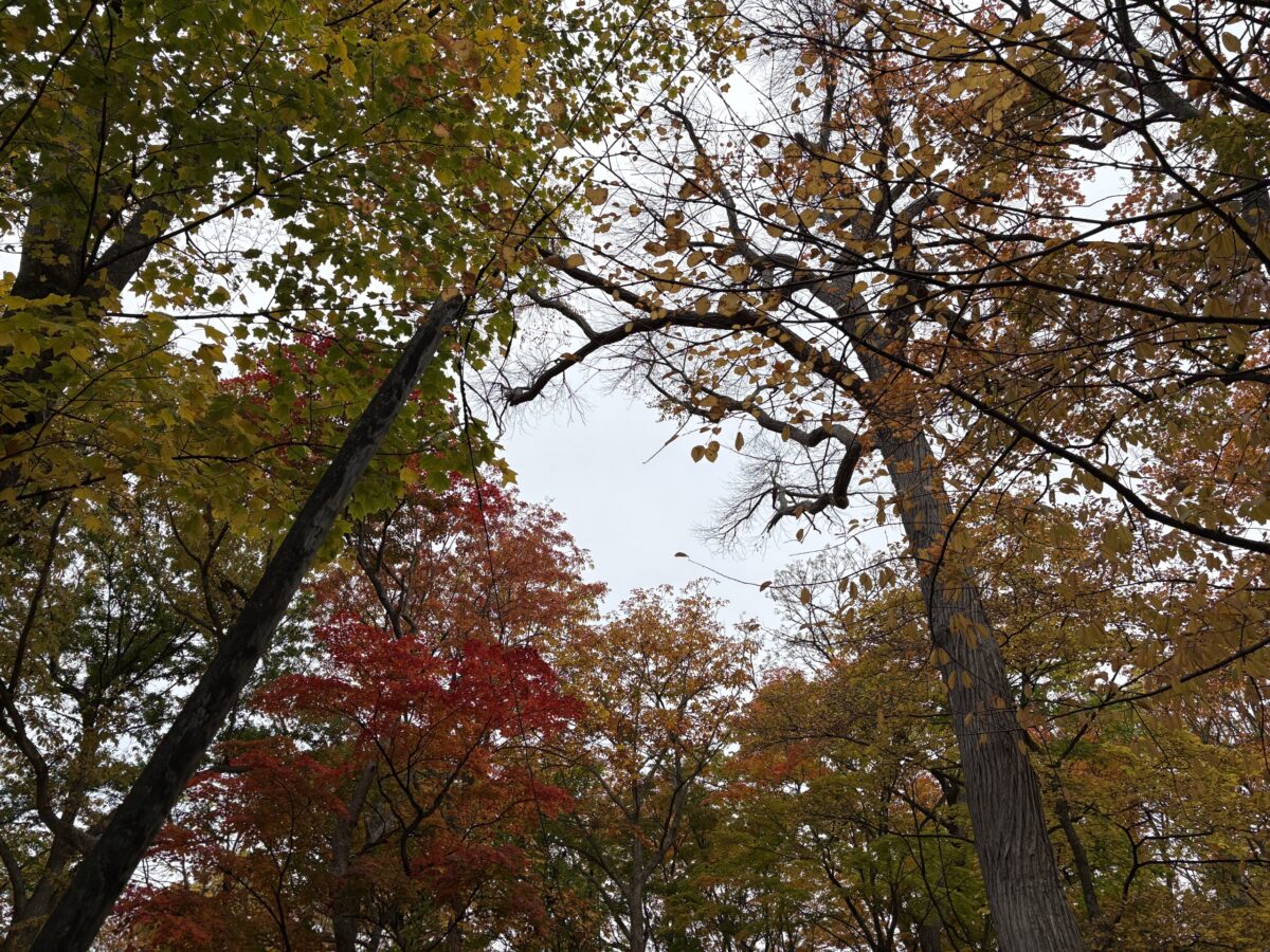 紅葉したキャンプ場の林